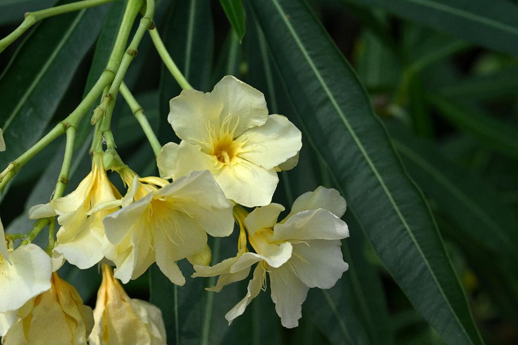 2025-08039866 Tower Hill Botanic Garden, MA.JPG - Oleander. New England Botanic Garden at Tower Hill, MA, 8-3-2025